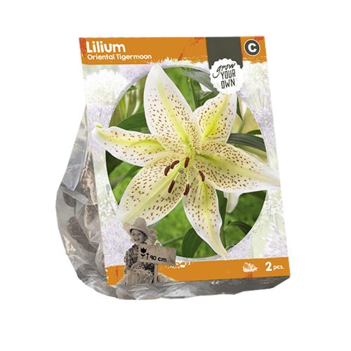 Lilium Oriental 'Tigermoon' — pack of 2