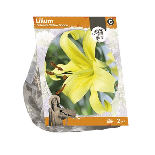Lilium oriental 'Yellow Space' — pack of 2