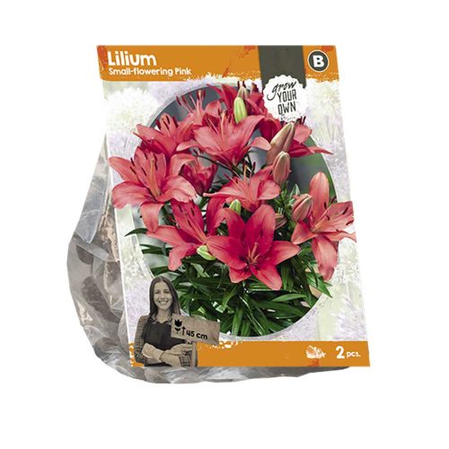 Lilium Small-flowering Pink — pack of 2