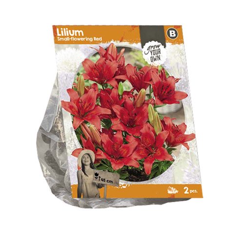 Lilium Small-flowering Red — pack of 2
