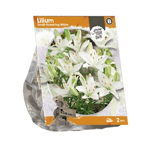 Lilium Small-flowering White — pack of 2