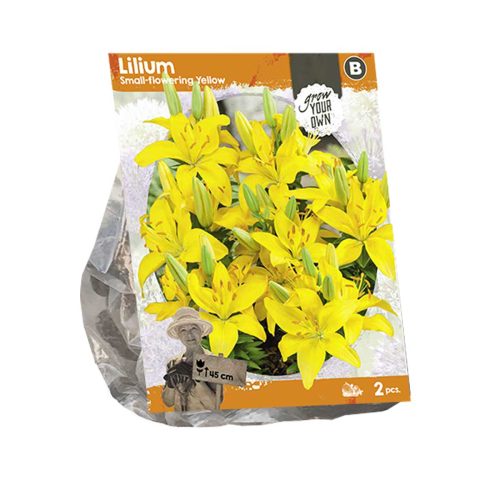Lilium Small-flowering Yellow — pack of 2
