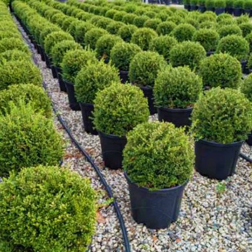 Lonicera Ligustrina var. Pileata (Box-leaved Honeysuckle) - Ball