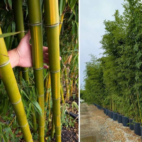 Giant Chinese Timber Bamboo ‘Huangwenzhu’ (Bambusa Vivax f. Aureocaulis ‘Huangwenzhu’)