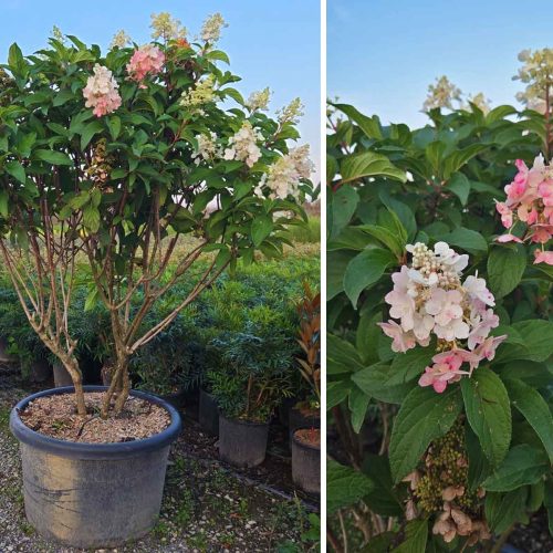 Hydrangea Paniculata ‘Pinky Winky’ (Paniculate Hydrangea ‘Pinky Winky’) – Multi-Stem