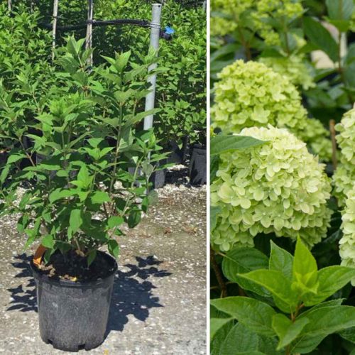 Hydrangea Paniculata ‘Limelight’ (Paniculate Hydrangea ‘Limelight’) – Shrub