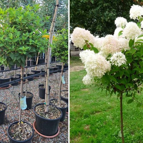 Hydrangea Paniculata ‘Limelight’ (Paniculate Hydrangea ‘Limelight’) – Half Standard