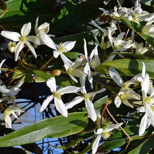 Clematis Armandii (Armand Clematis) – Climbing