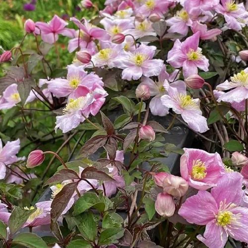 Clematis Montana (Himalayan Clematis) – Climbing